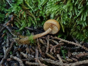  ( - FDS-CA-03209)  @11 [ ] by (2024) Justin Paulin Fungal Diversity Survey