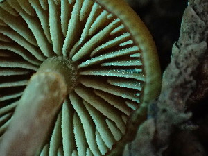  ( - FDS-CA-03209)  @11 [ ] by (2024) Justin Paulin Fungal Diversity Survey