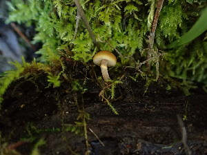  ( - FDS-CA-03210)  @11 [ ] by (2024) Justin Paulin Fungal Diversity Survey