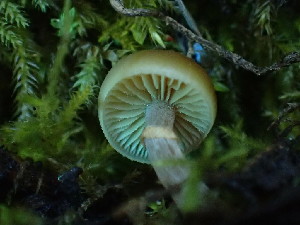  ( - FDS-CA-03210)  @11 [ ] by (2024) Justin Paulin Fungal Diversity Survey