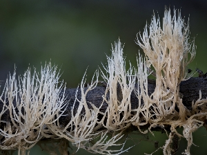  ( - FDS-CA-01497)  @11 [ ] by-nc (2024) Stu Pickell Fungal Diversity Survey