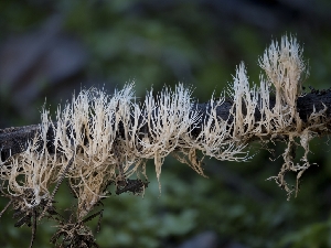  ( - FDS-CA-01497)  @11 [ ] by-nc (2024) Stu Pickell Fungal Diversity Survey