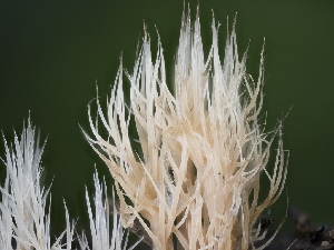  ( - FDS-CA-01497)  @11 [ ] by-nc (2024) Stu Pickell Fungal Diversity Survey