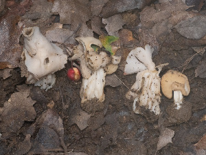  (Helvella sp. CA11 - FDS-CA-03603)  @11 [ ] by-nc (2024) Stu Pickell Fungal Diversity Survey