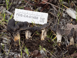  (Helvella sp. CA09 - FDS-CA-01488)  @11 [ ] by-nc (2024) Stu Pickell Fungal Diversity Survey
