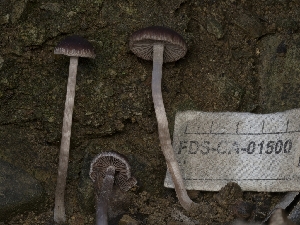  ( - FDS-CA-01500)  @11 [ ] by-nc (2024) Stu Pickell Fungal Diversity Survey