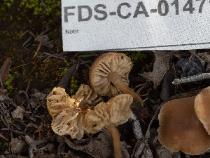  ( - FDS-CA-01471)  @11 [ ] by-nc (2024) Stu Pickell Fungal Diversity Survey