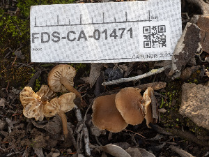  ( - FDS-CA-01471)  @11 [ ] by-nc (2024) Stu Pickell Fungal Diversity Survey