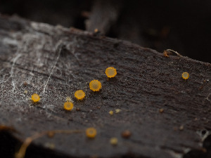  (Arachnopeziza - FDS-CA-01484)  @11 [ ] by-nc (2024) Stu Pickell Fungal Diversity Survey