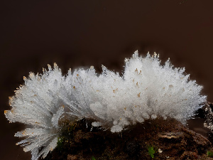  (Chromelosporium fulvum - FDS-CA-01477)  @11 [ ] by-nc (2024) Stu Pickell Fungal Diversity Survey