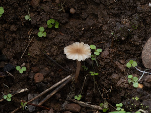  ( - FDS-CA-01474)  @11 [ ] by-nc (2024) Stu Pickell Fungal Diversity Survey
