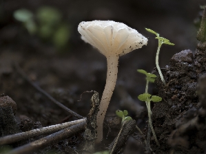  ( - FDS-CA-01474)  @11 [ ] by-nc (2024) Stu Pickell Fungal Diversity Survey