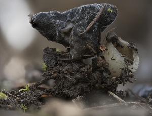  ( - FDS-CA-01470)  @11 [ ] by-nc (2024) Stu Pickell Fungal Diversity Survey