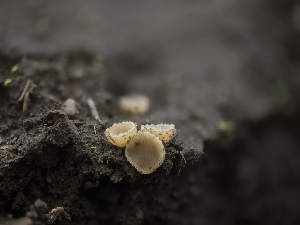  ( - FDS-CA-01468)  @11 [ ] by-nc (2024) Stu Pickell Fungal Diversity Survey