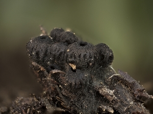  ( - FDS-CA-01451)  @11 [ ] by-nc (2024) Stu Pickell Fungal Diversity Survey