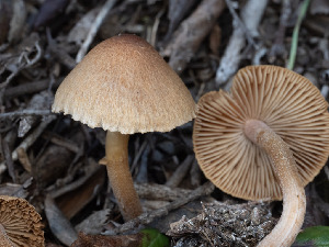  ( - FDS-CA-03613)  @11 [ ] by-nc (2024) Stu Pickell Fungal Diversity Survey