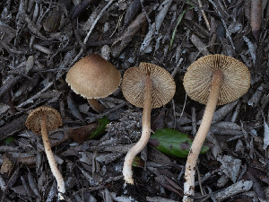  ( - FDS-CA-03613)  @11 [ ] by-nc (2024) Stu Pickell Fungal Diversity Survey