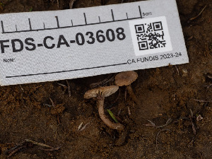  ( - FDS-CA-03608)  @11 [ ] by-nc (2024) Stu Pickell Fungal Diversity Survey