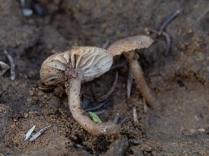  ( - FDS-CA-03608)  @11 [ ] by-nc (2024) Stu Pickell Fungal Diversity Survey