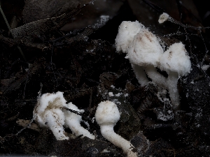  ( - FDS-CA-01320)  @11 [ ] by-nc (2024) Stu Pickell Fungal Diversity Survey