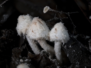  ( - FDS-CA-01320)  @11 [ ] by-nc (2024) Stu Pickell Fungal Diversity Survey