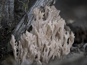  ( - FDS-CA-03614)  @11 [ ] by-nc (2024) Stu Pickell Fungal Diversity Survey