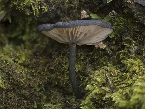  (Entoloma sp. CA31 - FDS-CA-01445)  @11 [ ] by-nc (2024) Stu Pickell Fungal Diversity Survey