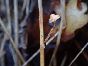  ( - FDS-CA-03220)  @11 [ ] by (2024) Justin Paulin Fungal Diversity Survey