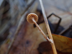  ( - FDS-CA-03220)  @11 [ ] by (2024) Justin Paulin Fungal Diversity Survey