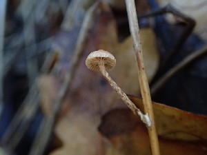  (Deconica sp. inquilina-PNW02 - FDS-CA-03220)  @11 [ ] by (2024) Justin Paulin Fungal Diversity Survey