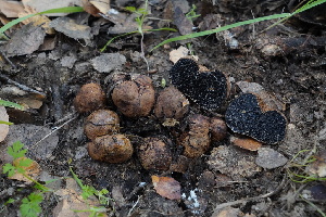  ( - FDS-CA-03427)  @11 [ ] by-nc (2024) Fresno Mycology Society Fungal Diversity Survey