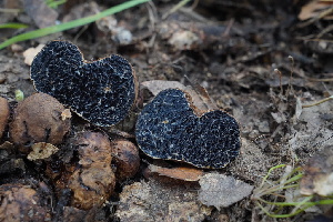  ( - FDS-CA-03427)  @11 [ ] by-nc (2024) Fresno Mycology Society Fungal Diversity Survey