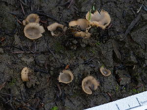  ( - FDS-CA-01403)  @11 [ ] by-nc (2024) Stu Pickell Fungal Diversity Survey