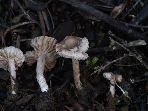  ( - FDS-CA-01404)  @11 [ ] by-nc (2024) Stu Pickell Fungal Diversity Survey