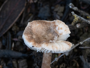  ( - FDS-CA-01404)  @11 [ ] by-nc (2024) Stu Pickell Fungal Diversity Survey