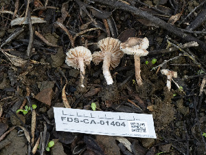  (Lepiota sp. CA01 - FDS-CA-01404)  @11 [ ] by-nc (2024) Stu Pickell Fungal Diversity Survey
