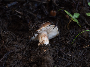  ( - FDS-CA-01405)  @11 [ ] by-nc (2024) Stu Pickell Fungal Diversity Survey