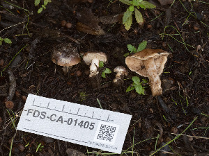  (Hebeloma sp. CA02 - FDS-CA-01405)  @11 [ ] by-nc (2024) Stu Pickell Fungal Diversity Survey