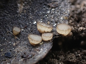  (Trichophaeopsis sp. CA01 - FDS-CA-01550)  @11 [ ] c (2024) Rudy Diaz Fungal Diversity Survey