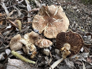  ( - FDS-CA-01560)  @11 [ ] c (2024) Rudy Diaz Fungal Diversity Survey