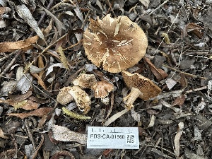  ( - FDS-CA-01560)  @11 [ ] c (2024) Rudy Diaz Fungal Diversity Survey