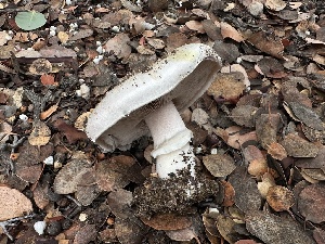  ( - FDS-CA-01557)  @11 [ ] c (2024) Rudy Diaz Fungal Diversity Survey