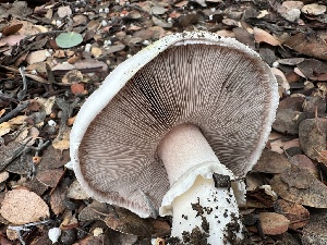  ( - FDS-CA-01557)  @11 [ ] c (2024) Rudy Diaz Fungal Diversity Survey