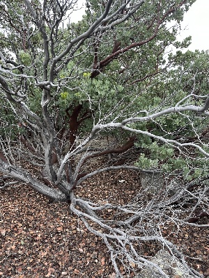  ( - FDS-CA-01557)  @11 [ ] c (2024) Rudy Diaz Fungal Diversity Survey