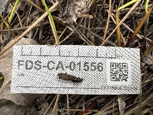  ( - FDS-CA-01556)  @11 [ ] c (2024) Rudy Diaz Fungal Diversity Survey