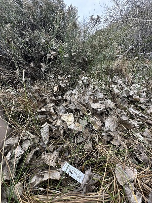  ( - FDS-CA-01556)  @11 [ ] c (2024) Rudy Diaz Fungal Diversity Survey