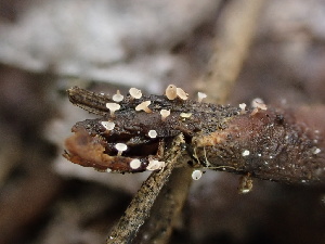  (Gemmina - FDS-CA-01556)  @11 [ ] c (2024) Rudy Diaz Fungal Diversity Survey