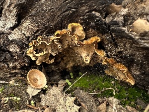  ( - FDS-CA-01553)  @11 [ ] c (2024) Rudy Diaz Fungal Diversity Survey