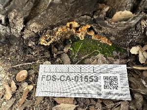  ( - FDS-CA-01553)  @11 [ ] c (2024) Rudy Diaz Fungal Diversity Survey