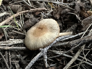  (Psathyrella umbrosa - FDS-CA-01570)  @11 [ ] c (2024) Rudy Diaz Fungal Diversity Survey